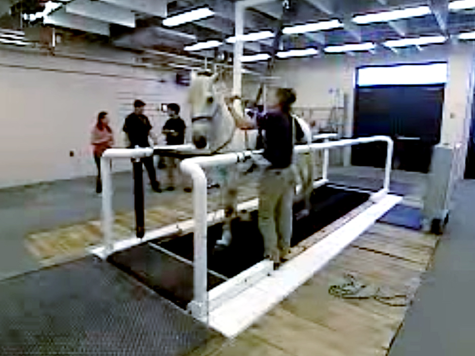 AE for Horse Fractures